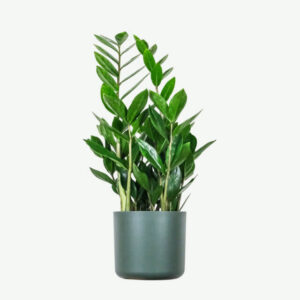 plants-ecommerce-product-featured-img-16 Zz Plants