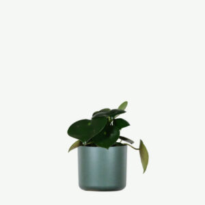plants-ecommerce-product-featured-img-5 Hoya Obovatum