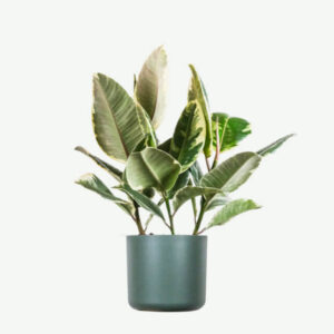plants-ecommerce-product-featured-img-7 Calathea Beauty Star